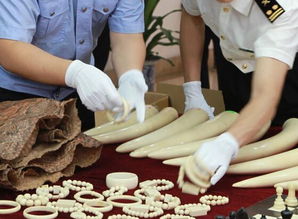 寧波海關查獲走私瀕危野生動物制品 揭生物制品非法貿(mào)易鏈條